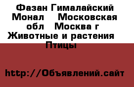 Фазан Гималайский Монал. - Московская обл., Москва г. Животные и растения » Птицы   